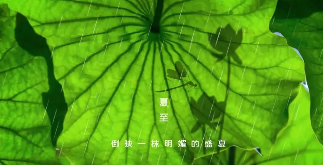 今日迎來夏至!